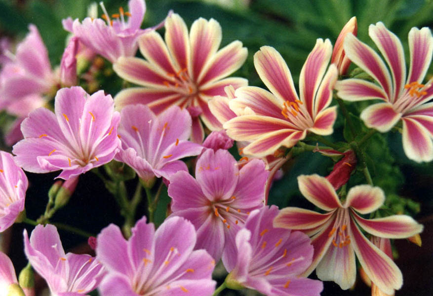 Lewisia cotyledon 'Sunset strain' photo